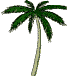 Palme aus Kuba